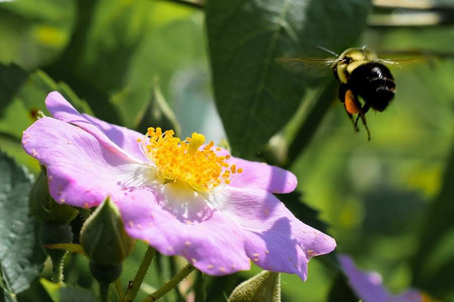 Bumblebee visiting a wildflower in Colbert County